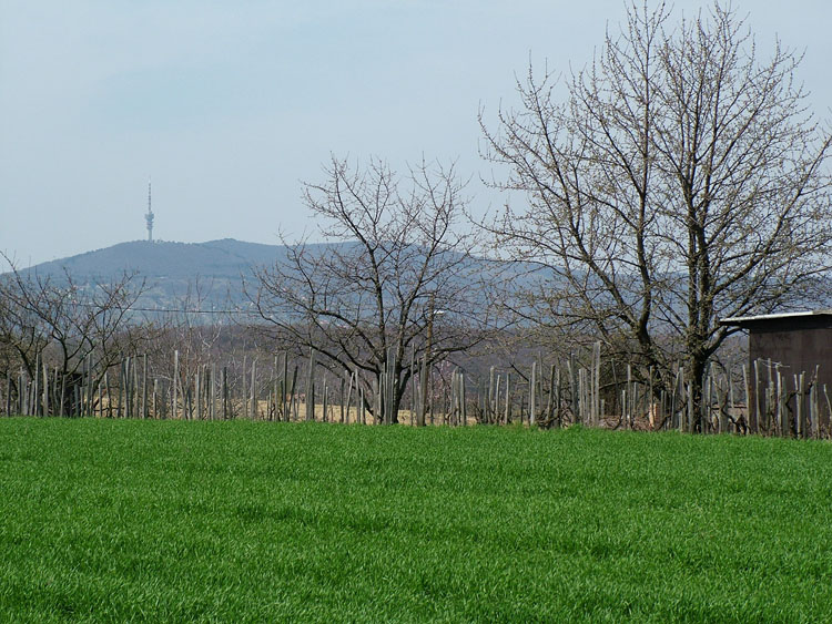 DSCF8954